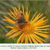 boliria caucasica skalisty female 1
